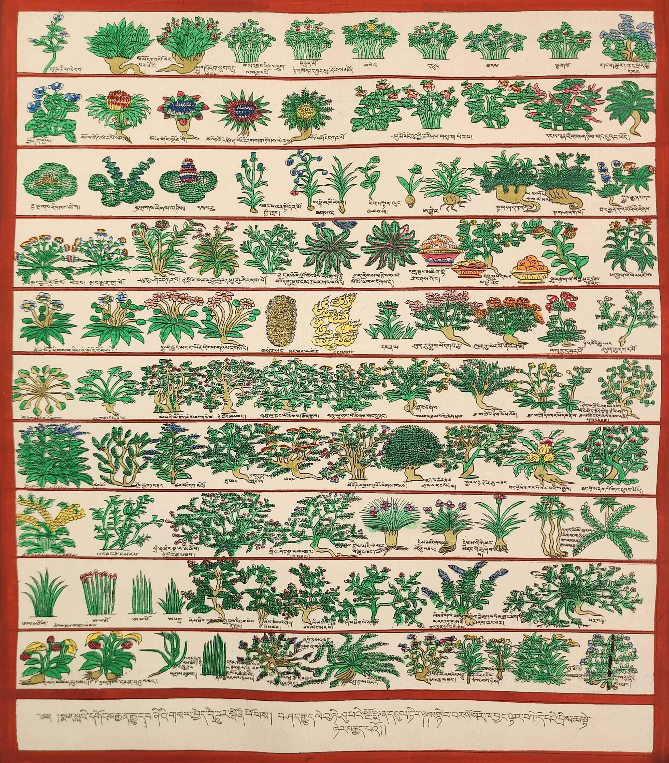 Buddhist Tibetan Thangka Of Medical Thangka, medical Herbs, hand Painted