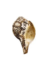 Conch Shell With [ashtamangala] Hand Carved