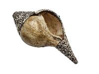 thumb4-Conch shell-34838